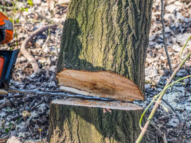 Tronçonneuse réalisant une entaille directionnelle à la base d'un arbre avant son abattage