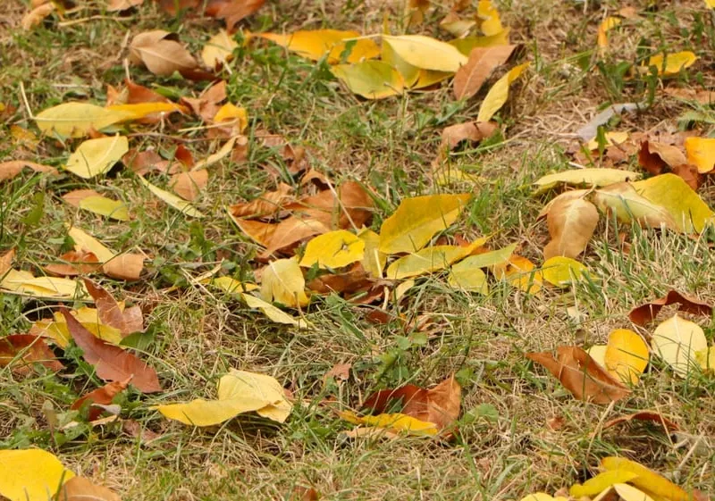 Feuilles mortes jaunes et brunes dispersées sur une pelouse