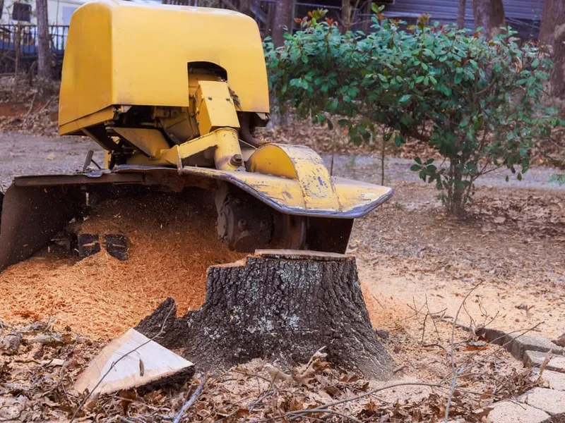 Rogneuse de souche jaune réduisant une souche d'arbre en copeaux de bois